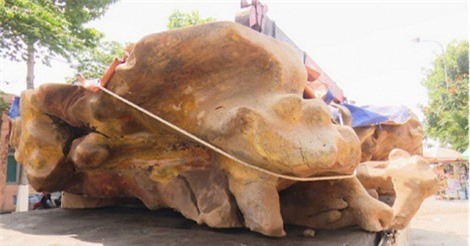 Mục sở thị gốc cổ thụ hơn 100 năm tuổi, giá hơn 2 tỷ đồng