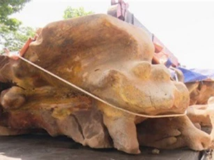 Mục sở thị gốc cổ thụ hơn 100 năm tuổi, giá hơn 2 tỷ đồng