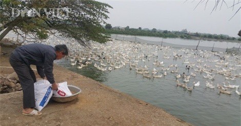 Nuôi đàn vịt đẻ siêu cao cổ 20.000 con, lãi 600 triệu/năm