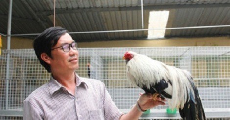"Quý tộc" gà cảnh, giá ngàn đô/con
