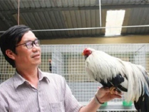 "Quý tộc" gà cảnh, giá ngàn đô/con