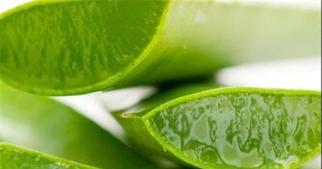 Trị sẹo thủy đậu đơn giản với những nguyên liệu tự nhiên, dễ kiếm