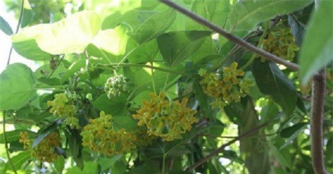 Trồng cây thiên lý vừa lấy bóng mát, vừa có rau ngon