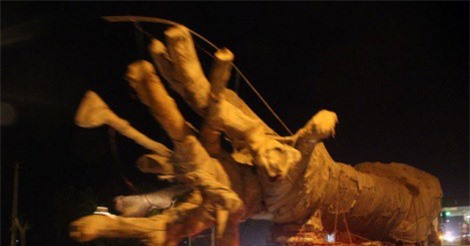 Xe chở cây khủng như “quái thú”: Cây của Thiếu tướng CSGT?