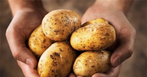 Ăn khoai tây sai cách có thể gây ra nhiều bệnh
