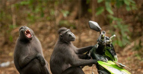 “Cười đau bụng” với những khoảnh khắc hài hước của động vật hoang dã