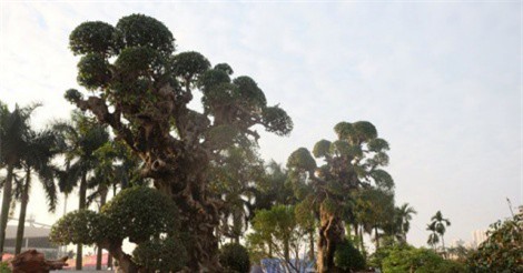 Đại gia Việt "khoe" siêu phẩm duối cổ giá 15 tỷ đồng