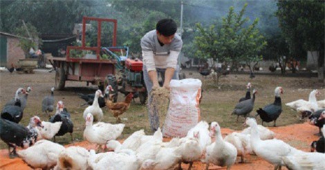 Quảng Ninh: Chăn nuôi gia cầm, thu lãi hàng trăm triệu