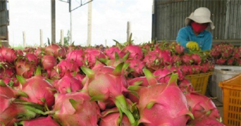 Những nông sản tăng giá đột biến vì Trung Quốc thu gom