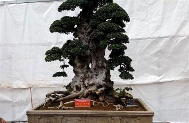 Cây duối "lão mai đại thọ" đẹp cỡ nào mà trả 6 tỷ đồng đại gia Hưng Yên không bán?