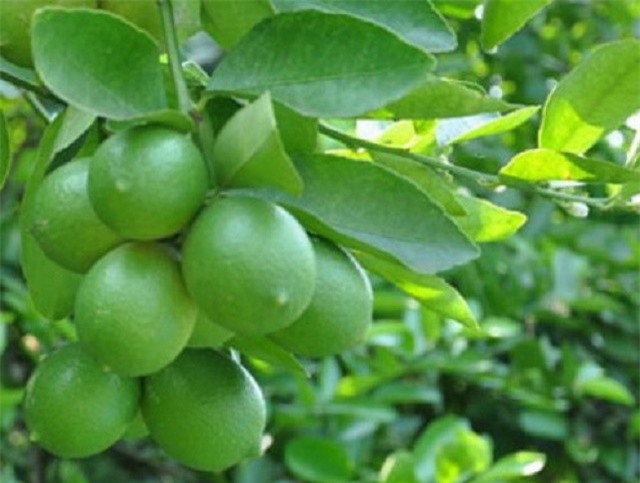 Vị thuốc 4 mùa từ quả chanh