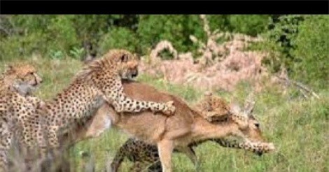 Clip: Bị 3 con báo hoa mai tấn công, linh dương may mắn thoát chết trong gang tấc