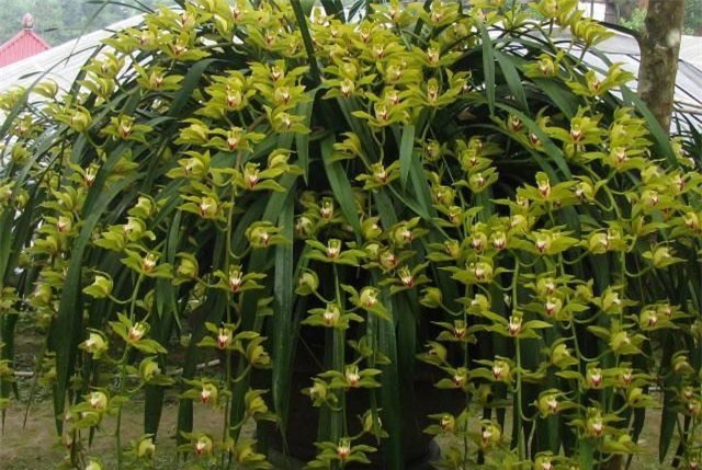 Đại gia Việt chi “tiền tấn” tậu đệ nhất lan