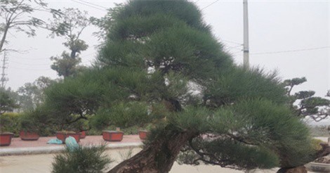 Gốc phi lao kiểng cổ giá nửa tỷ đồng của đại gia An Giang