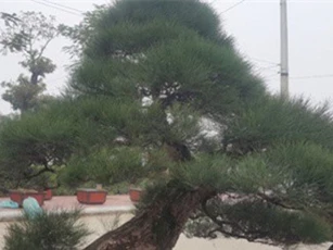 Gốc phi lao kiểng cổ giá nửa tỷ đồng của đại gia An Giang