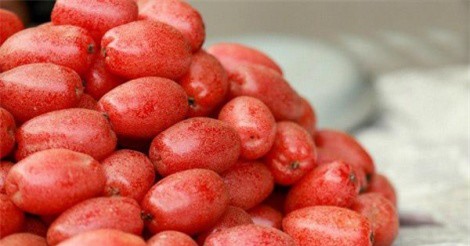 Quả nhót chữa ho hen, trị giun sán hiệu quả