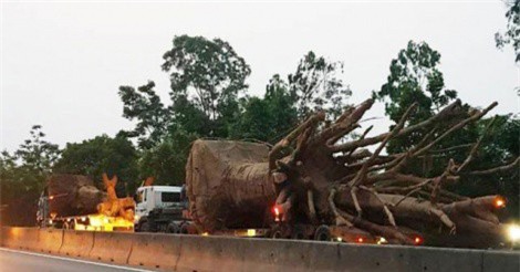 Bắt 3 xe chở cây khủng như “quái thú”, phạt hơn 81 triệu đồng