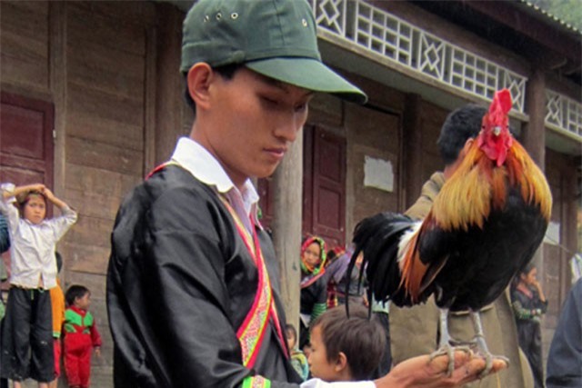 Gà trống trong đời sống tâm linh của người Mông