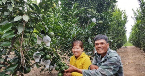 Gia Lai: Trồng cam sành thu lãi lớn