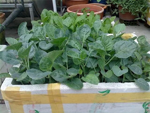 Kinh nghiệm trồng và chăm sóc rau cải rổ xanh tốt quanh năm