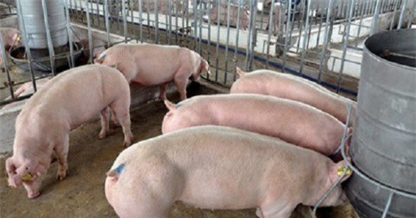 Làm giàu từ mô hình chăn nuôi lợn gia công