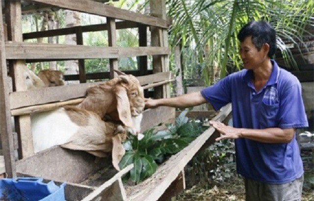 Lợi nhuận cao nhờ nuôi dê thịt