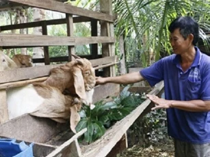 Lợi nhuận cao nhờ nuôi dê thịt