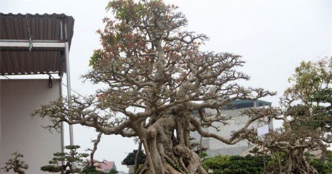 M&#xEA; m&#x1EA9;n v&#x1EDB;i b&#x1ED9; ba c&#xE2;y sanh &#x27;h&#xF3;a th&#x1EA1;ch&#x27;, &#x111;&#x1B0;&#x1EE3;c &#x111;&#x1EA1;i gia H&#x1B0;ng Y&#xEA;n rao b&#xE1;n 30 t&#x1EF7; &#x111;&#x1ED3;ng 