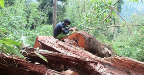 Tan hoang rừng lim cổ thụ hàng trăm năm tuổi