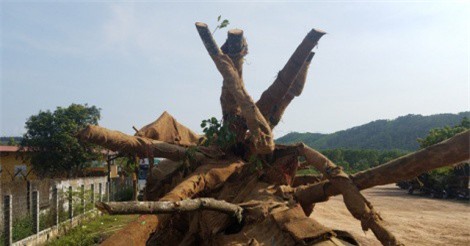 Bị phạt 82 triệu, chủ xe bác tin chở cây 'siêu khủng' cho thiếu tướng