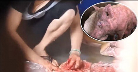 Cận cảnh màn “ảo thuật” biến lợn nái hết “đát” thành lợn rừng