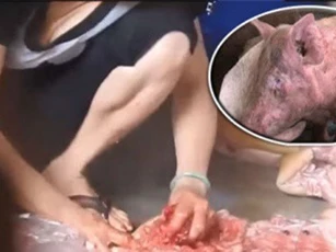 Cận cảnh màn “ảo thuật” biến lợn nái hết “đát” thành lợn rừng