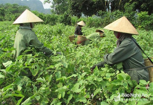 Nông dân Nghệ An trồng cà pháo phủ nilon tăng năng suất gấp đôi