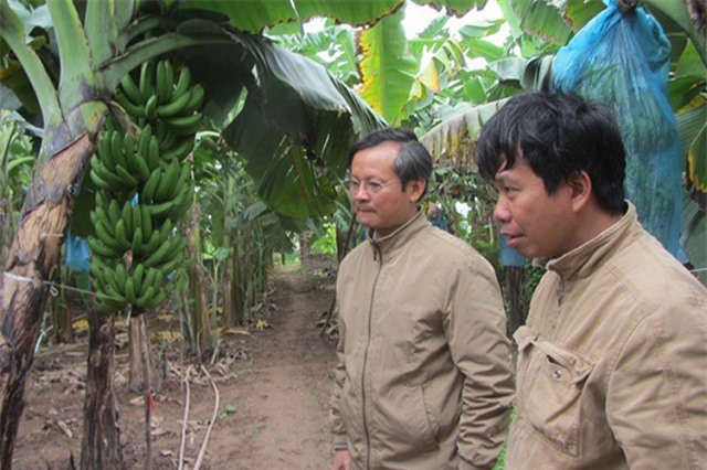 Trồng chuối thu lãi trên 1 tỉ đồng/năm chuyện khó tin có thật