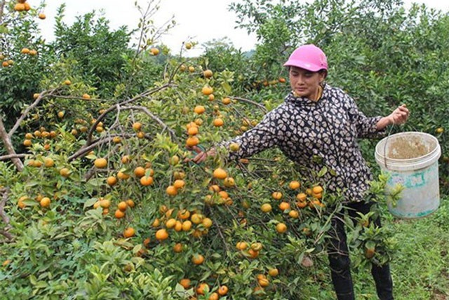 Trúng vụ quýt đỏ, nông dân Nghệ An thu lãi hàng trăm triệu đồng