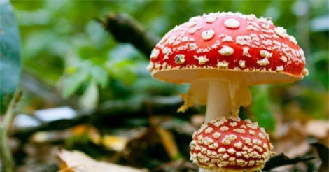 3 người chết, 1 người nguy kịch vì ăn nấm rừng