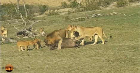 Clip: Trâu rừng con lạc bầy, bị cả đàn sư tử xâu xé