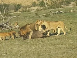 Clip: Trâu rừng con lạc bầy, bị cả đàn sư tử xâu xé