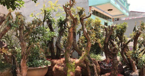 Đại gia Việt chơi trội, chi hơn 4 tỷ đồng mua hoa đỗ quyên cổ thụ