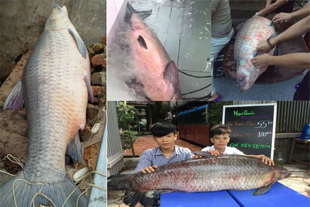 Nhà hàng Hà Nội mua cá trắm đen 61kg ở Yên Bái