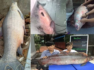 Nhà hàng Hà Nội mua cá trắm đen 61kg ở Yên Bái
