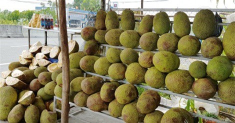 Giá mít tăng kỷ lục ở miền Tây