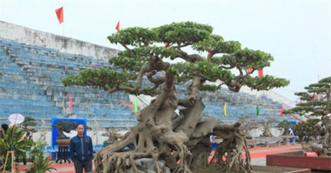 G&#x1ED1;c sanh &quot;Ng&#x1ECD;a h&#x1ED5; t&#xE0;ng long&quot; c&#x1EE7;a n&#x1EEF; &#x111;&#x1EA1;i gia Ph&#xFA; Th&#x1ECD; c&#xF3; g&#xEC; &#x111;&#x1EB7;c bi&#x1EC7;t m&#xE0; &#x111;&#x1ED9;i gi&#xE1; l&#xEA;n 1,4 tri&#x1EC7;u USD?