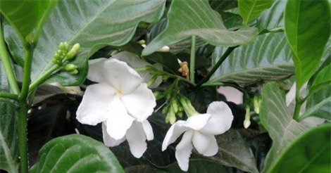 Hoa nhài chữa mất ngủ hiệu quả như thế nào?