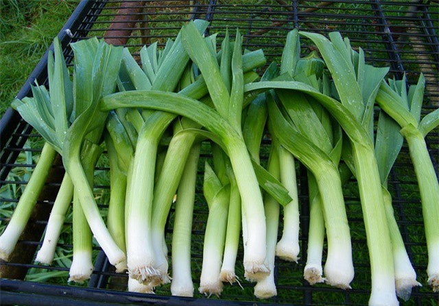 Kinh nghiệm trồng hành baro trong thùng xốp