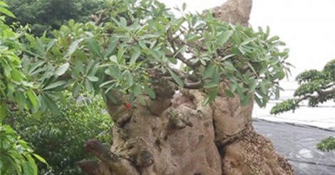 Ng&#x1EAF;m c&#xE2;y hoa s&#x1EEF;a c&#xF3; h&#xEC;nh d&#xE1;ng &quot;&#x111;&#x1ED9;c l&#x1EA1;&quot; &#x111;&#x1B0;&#x1EE3;c tr&#x1EA3; 6 t&#x1EF7; &#x111;&#x1ED3;ng, &#x111;&#x1EA1;i gia H&#x1B0;ng Y&#xEA;n v&#x1EAB;n kh&#xF4;ng b&#xE1;n