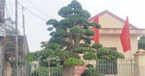 &quot;T&#x1EAD;n m&#x1EE5;c&quot; c&#xE2;y du&#x1ED1;i h&#x1A1;n tr&#x103;m tu&#x1ED5;i, &#x111;&#x1B0;&#x1EE3;c &#x111;&#x1EA1;i gia g&#x1EA1; &#x111;&#x1ED5;i xe Camry ti&#x1EC1;n t&#x1EF7;