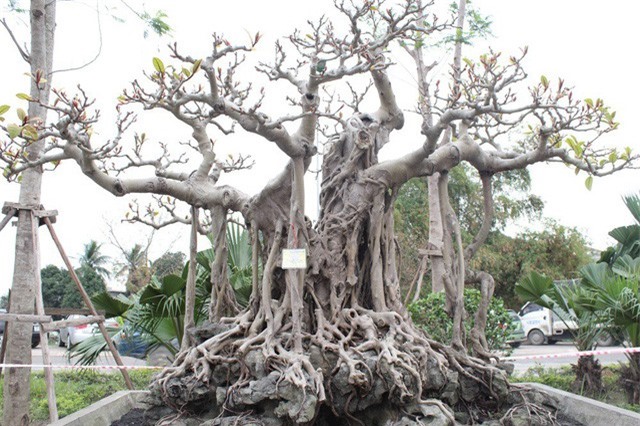 Cây đa cổ trăm tuổi mọc trên đá và cuộc ngã giá 10 cây vàng của đại gia Hà Nội