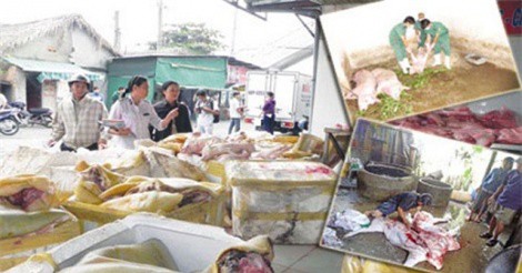 Clip: Lợn sề giả lợn rừng đã đến với người tiêu dùng như thế nào?