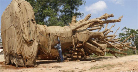 Kiểm tra, báo cáo Thủ tướng vụ xe chở cây “siêu khủng” trước 15/4